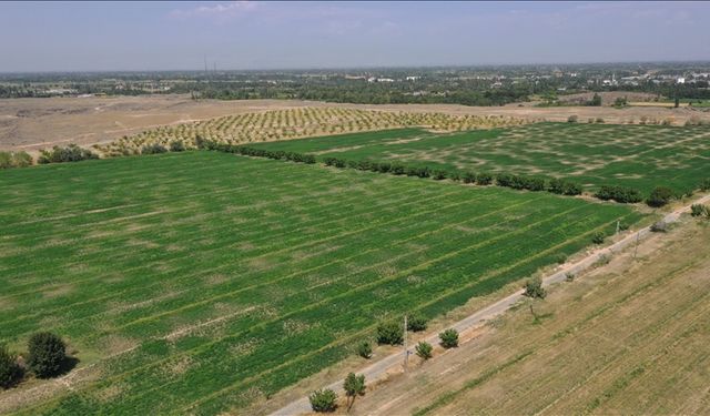 1000 dönümlük taşlık araziyi 8 yılda tarım alanına dönüştürdü
