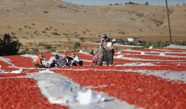 Elazığ'dan ihraç edilen kurutulmuş domates dünya sofralarına lezzet katıyor