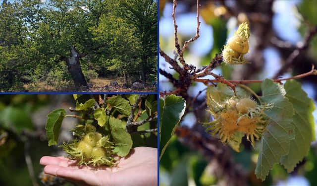 Kastamonu'da Türk fındığı ağaçları asırlardır meyve veriyor
