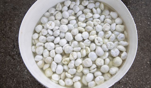 Köylülerin kengerden ürettiği sakızın kilogramı 5 bin liradan alıcı buluyor