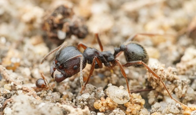 Bilim insanları şaşkın! Karıncalarda eşi benzeri görülmemiş üreme stratejisi