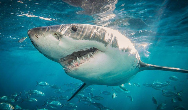 Denizlerin kralı tehlikede! Köpek balıkları okyanuslarda zor zamanlar yaşayabilir…