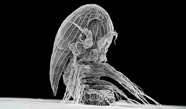 Denizlerdeki “uzaylı bebeklerin” sırrı çözülüyor