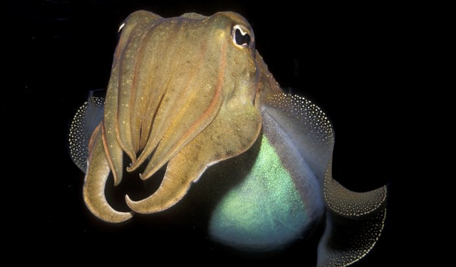 Denizlerin zeki avcıları! Mürekkep balıkları özdenetim sergiledi