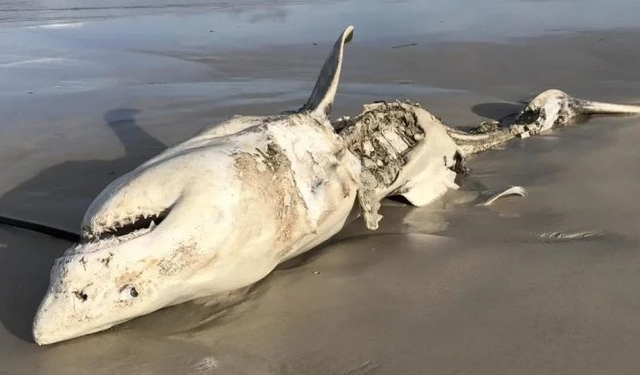 Ekosistemde tehlikeli değişim! Büyük beyazların yokluğu yeni kriz yaratıyor