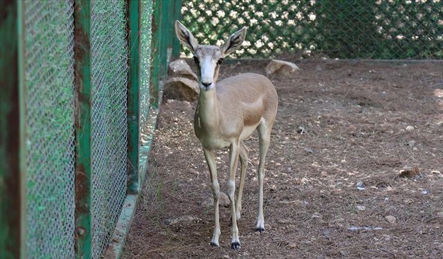 Ağır yaralı ceylan rehabilitasyon merkezinde yaşama tutundu