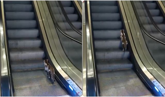 Yürüyen merdivene ters binen kedinin yardımına vatandaş koştu