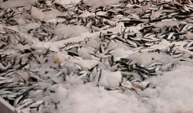 Hamsi ve sardalya bolluğu! Balıkçıların yüzünü güldürdü