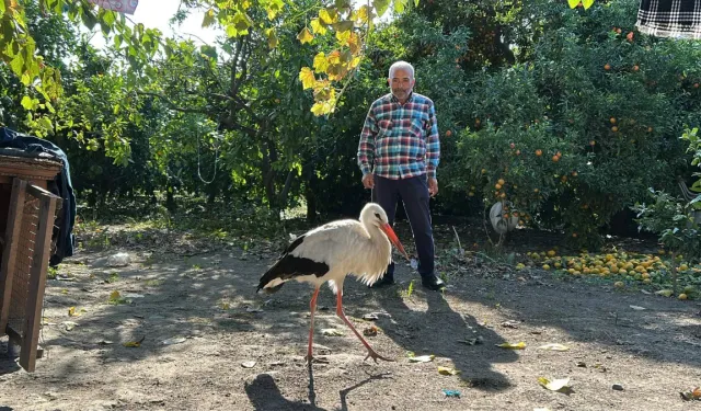 Hatay'da bulduğu leyleği tavuklarla besliyor