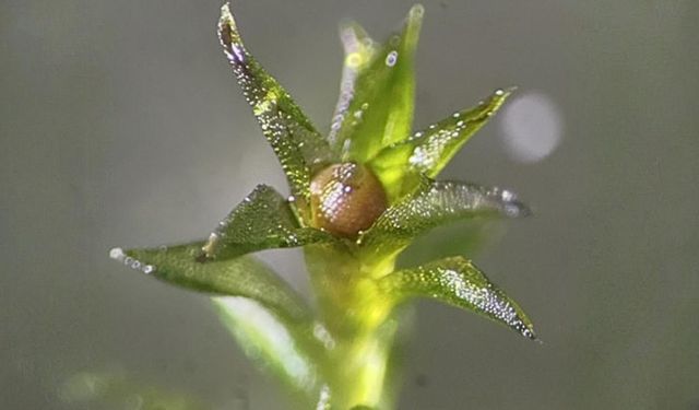 Yosun tohumları 9 ay boyunca uzay boşluğuna dayandı