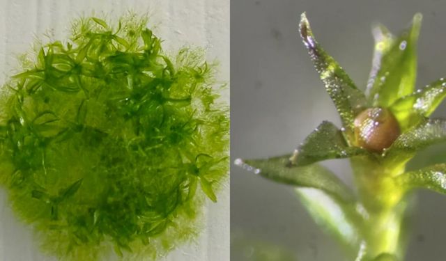 Bu yosun, uzayda dokuz ay yaşayarak rekor kırdı