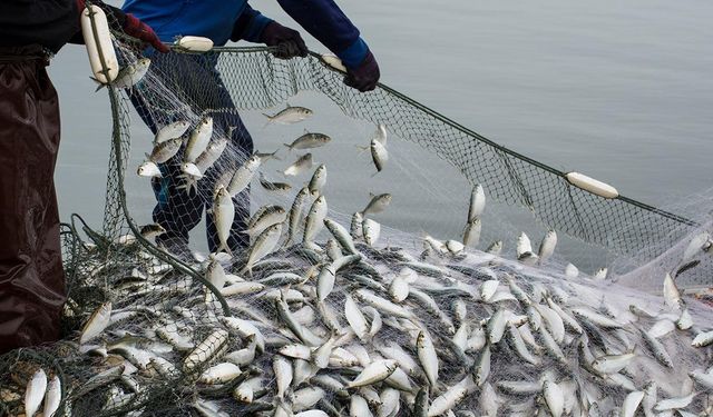 Doğu Karadeniz'den 10 ayda 29 ülkeye su ürünü ihraç edildi