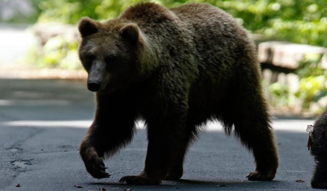 Umumi tuvaletten çıkan yaşlı adama ayı saldırdı