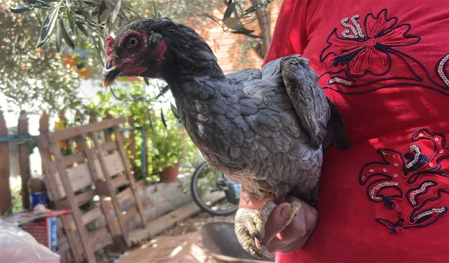 Mavi yumurtlayan tavuklara gözü gibi bakıyor