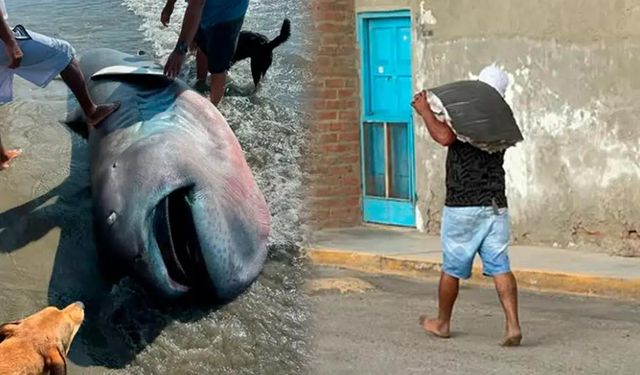 Nadir köpek balığı türü sahile vurdu, üç dakikada fileto oldu