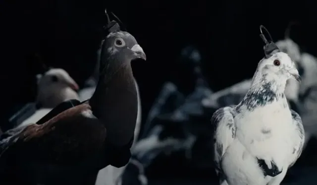 Rusya, şehirleri gözetlemek için çipli güvercinleri kullanıyor