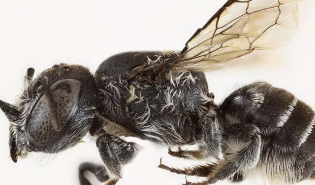 Şeytan boynuzlu yeni arı türü keşfedildi!