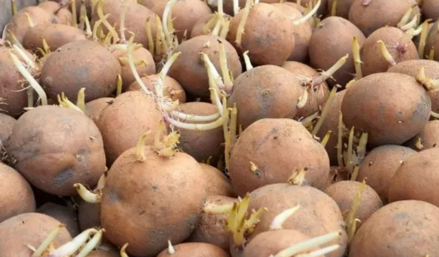 Patatesler böyle olursa sakın tüketmeyin!