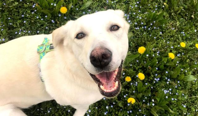 Golden retriever cinsi köpekler, insanlarla benzer duyguları etkileyen bazı genleri paylaşıyor