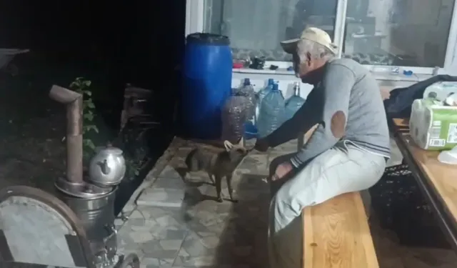 Tokat'ta tilki ile dostluğu gülümsetiyor