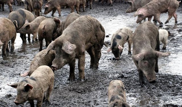 İspanya'daki Afrika domuz vebası salgınına karşı mücadeleye asker de katıldı