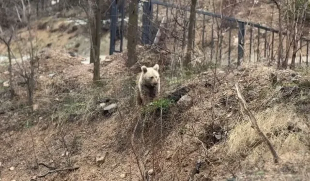 Gümüşhane'de vatandaşlar ayılardan dertli