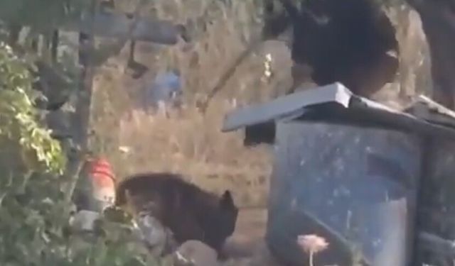 Filistinlilerin topraklarını gasbeden bir İsrailli, Batı Şeria'da bir köpeği sopayla darbetti
