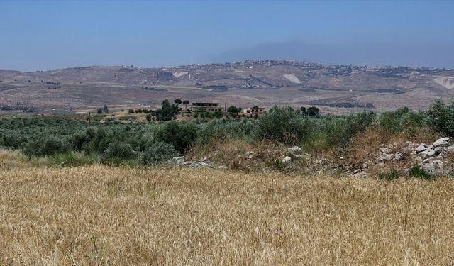 İsrail askerleri, Lübnan'da işgal altındaki bölgelerde çiftçileri ateş açarak hasattan mahrum bırakıyor