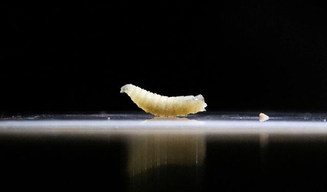 ABD, "Yeni Dünya vida kurdu sineği"ne karşı acil durum müdahalesini devreye soktu