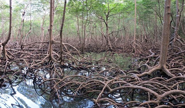 Genel
