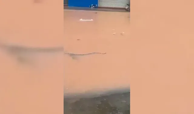 Çin'de sellerin vurduğu çiftlikteki yaklaşık 900 yılan kaçtı