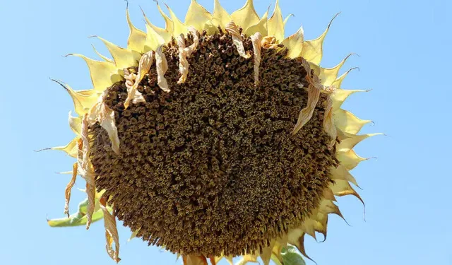 Trakya'da ayçiçeğinde gözler hasat dönemine çevrildi