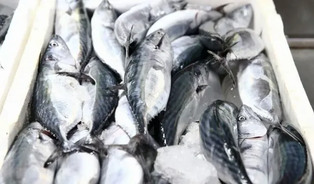 Güncel