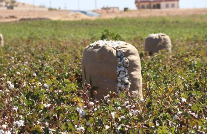 'Şanlıurfa pamuğu' tescillendi