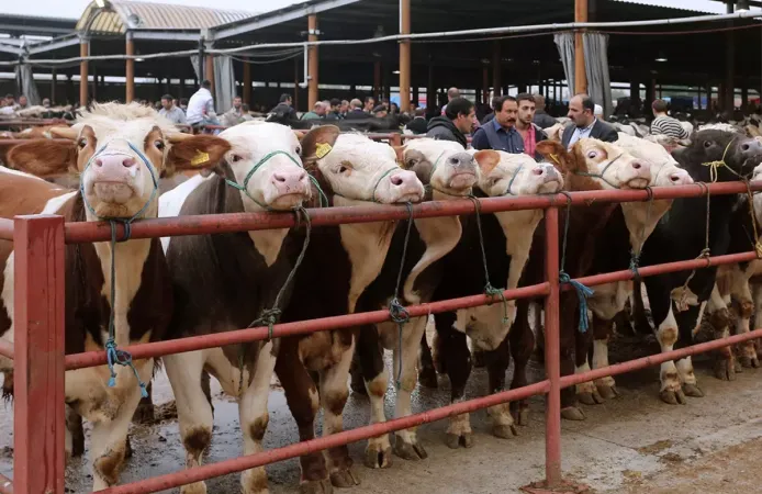 Emekli maaşıyla kurbanlık aldı, 3 gün sonra hayatının şokunu yaşadı