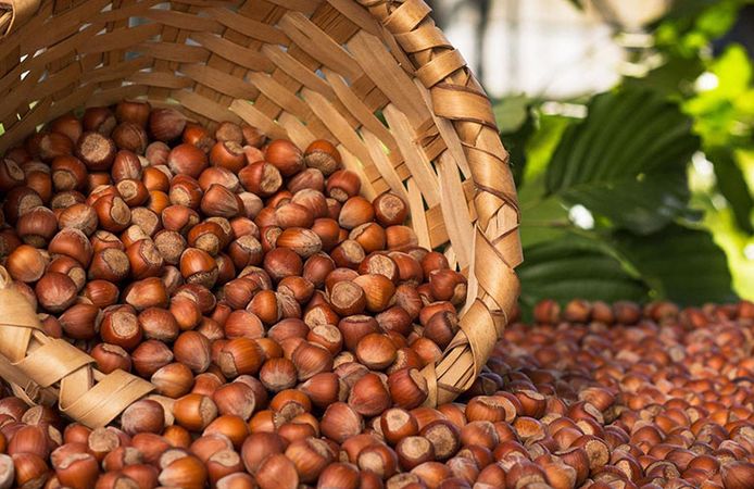 Ticaret borsalarında 7 ayda 261 bin tonu aşkın fındık işlem gördü