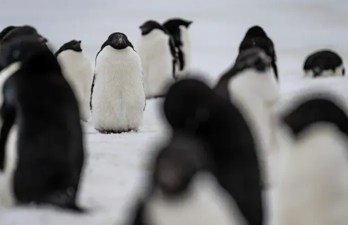 Dünyanın en büyük penguen kolonisinde büyük kayıp