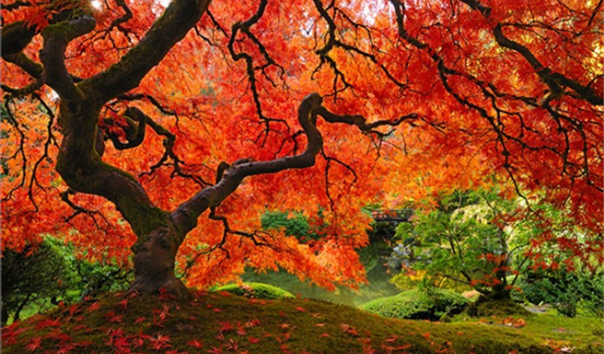 Japon Akçağacı