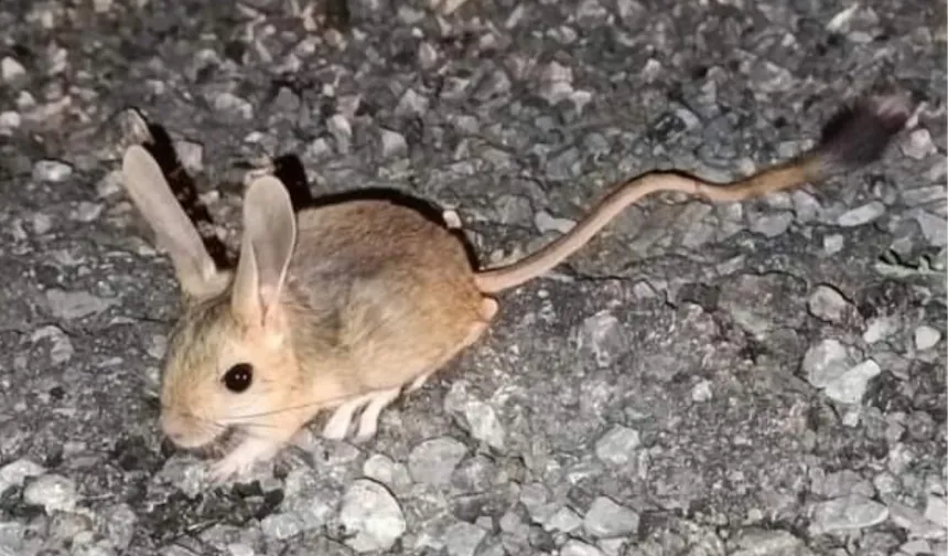 Kanguru fareleri, uzun arka ayakları ve kuyruklarıyla tanınırlar. Bu uzun ayaklar, hızlı hareket etmelerini ve sıçramalarını sağlar. Vücut yapıları genellikle incedir ve kahverengi, gri veya kum rengi tonlarında olabilir.
