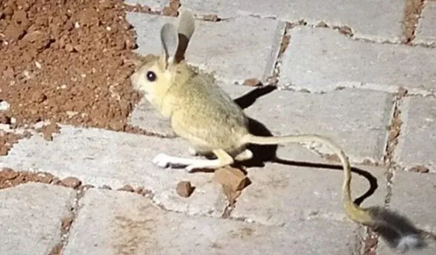 Kanguru faresi, Avustralya'nın birçok bölgesinde yaşayan bir memeli türüdür. Bilimsel adı Macropus agilis olan kanguru faresi, Kangurugiller (Macropodidae) familyasına aittir.