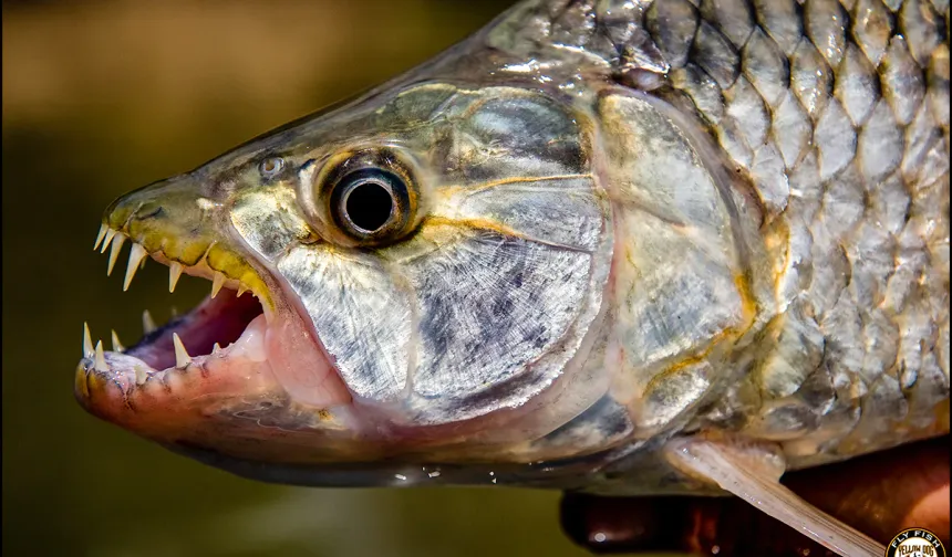 Ağzını açtığı an koşarak kaçarsınız! Tatlı suların hızlı avcısı Tigerfish ile ilgili merak edilenler…