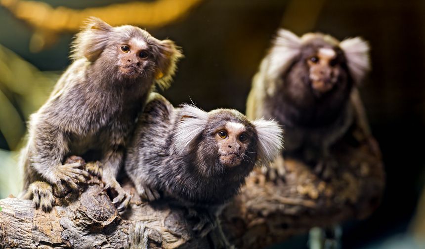 Marmosetler birbirlerine isim takabiliyor! Hayvanlarda iletişim nasıl işliyor?