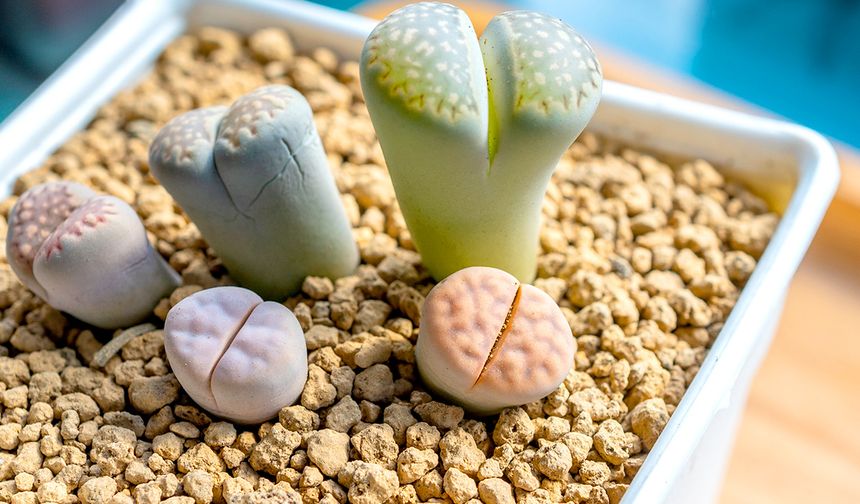 Hiç bir taşın çiçek açtığını gördünüz mü? İşte canlı taşlar: "Lithops"