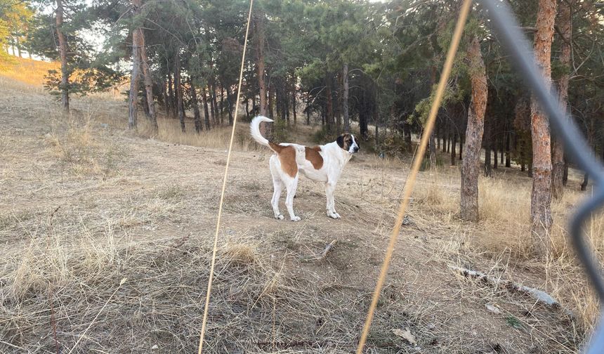 Evine dönen akademisyene köpekler saldırdı