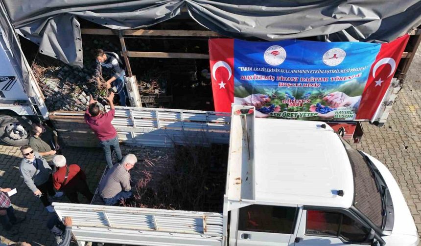 Giresun’da Maviyemiş üretimi artıyor