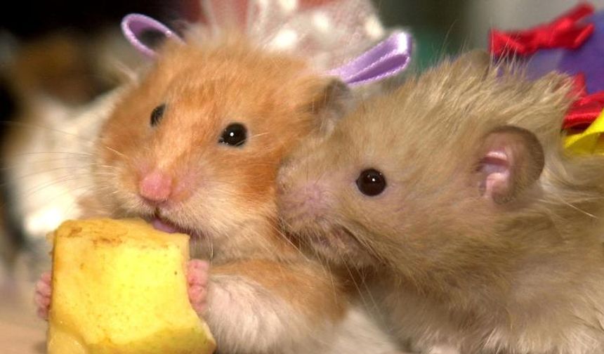 132 hamsterın kaçtığı uçak dört gün boyunca havalanamadı