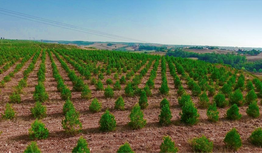 Türkiye, ağaçlandırma çalışmalarında Avrupa'da birinci sırada