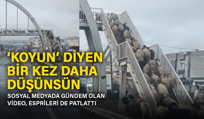 Bize 'koyun' mu dediniz? Ders gibi video sosyal medyada gündem oldu