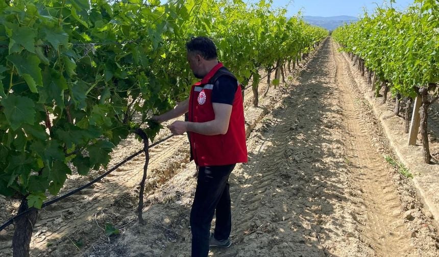 Üzüm bağlarında hasat öncesi pestisit denetimi başladı