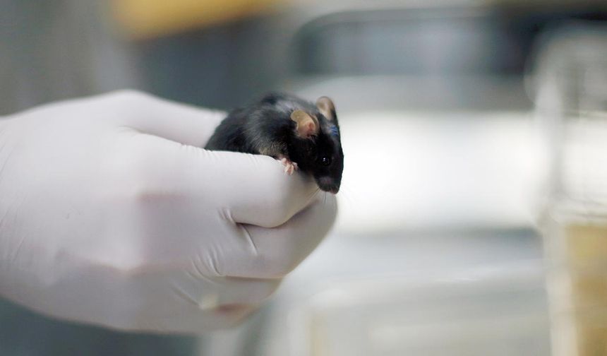 Farelerde test edilen “yaşlanma karşıtı kokteyl” ömrü yüzde 30 uzattı